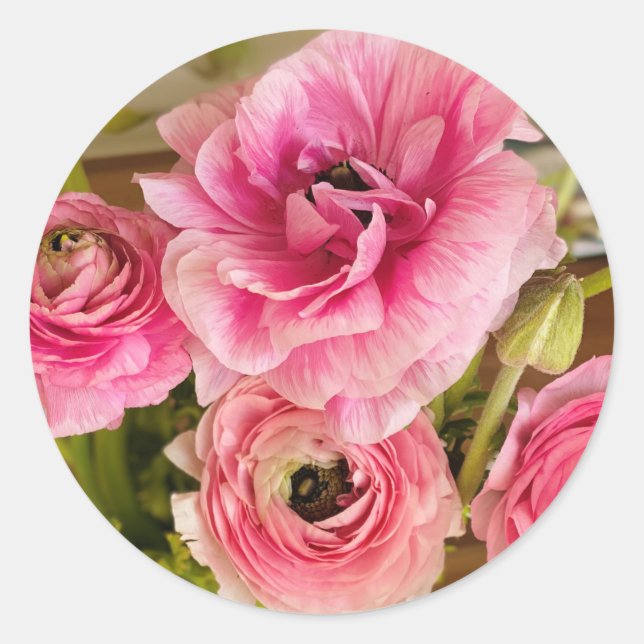 Pink Ranunculus Greeting Card Classic Round Sticker (Front)