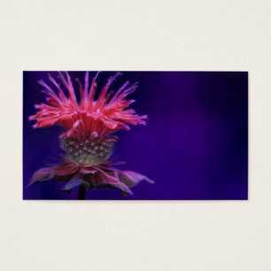 Pink Raspberry Wine Bee Balm Flower on Purple