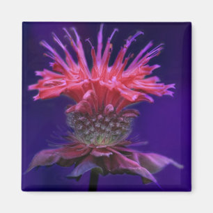 Pink Raspberry Wine Bee Balm Flower on Purple Magnet
