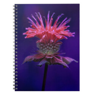 Pink Raspberry Wine Bee Balm Flower on Purple Notebook