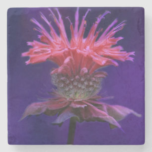 Pink Raspberry Wine Bee Balm Flower on Purple Stone Coaster
