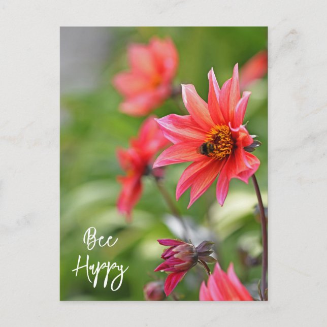 Pink & Red Dahlia Bee Happy Flowers Wisley Postcard (Front)