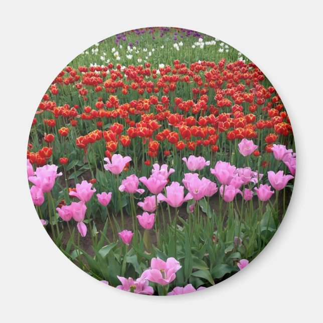 Pink & Red Tulip Field, Oregon Magnet (Front)