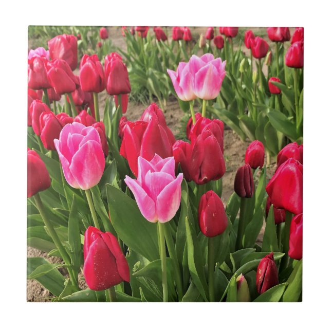 Pink & Red Tulips Ceramic Tile (Front)