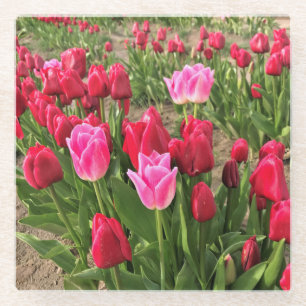 Pink & Red Tulips Glass Coaster