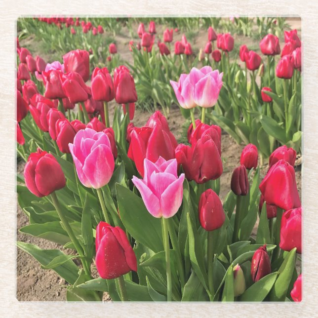 Pink & Red Tulips Glass Coaster (Front)