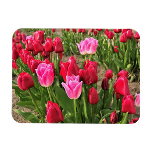 Pink & Red Tulips Magnet
