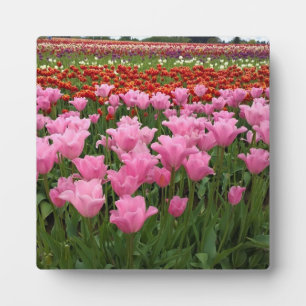 Pink & Red Tulips, Oregon Plaque