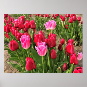 Pink & Red Tulips Poster