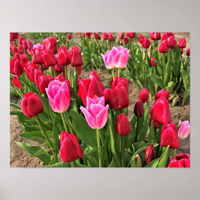 Pink & Red Tulips Poster (Front)