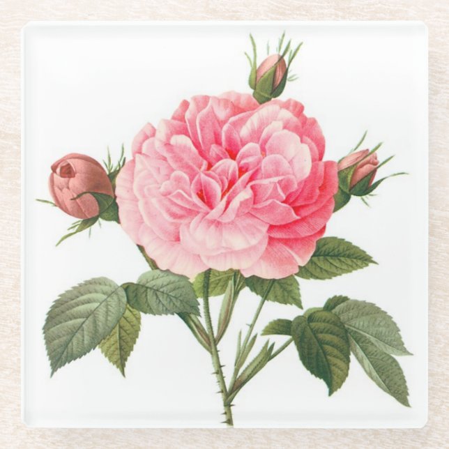 Pink Redoute Rose Flowers Glass Coaster (Front)