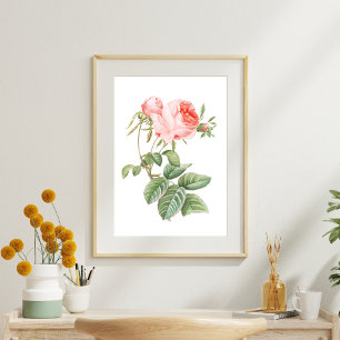  Pink Redouté Vintage Rose  Tissue Paper