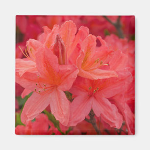 Pink Rhododendron Azalea Flowers Magnet