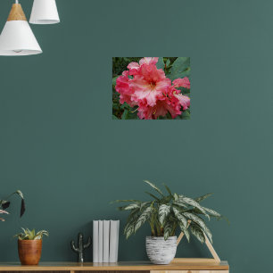 Pink Rhododendron Bloom Floral Photographic Poster