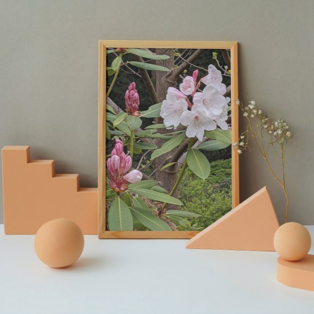 Pink Rhododendron Blooms Floral Photo Print (In Situ Framed)