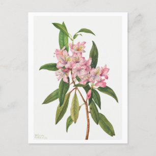 Pink Rhododendron Botanical Illustration Postcard