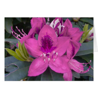 Pink Rhododendron Card