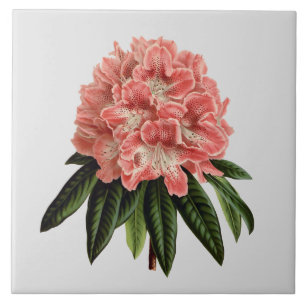 Pink Rhododendron Custom Colour Tile 6x6