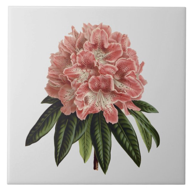 Pink Rhododendron Custom Colour Tile 6x6 (Front)