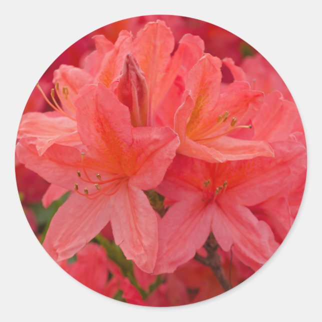 Pink Rhododendron Flower Stickers (Front)