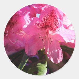 pink rhododendron flowers classic round sticker