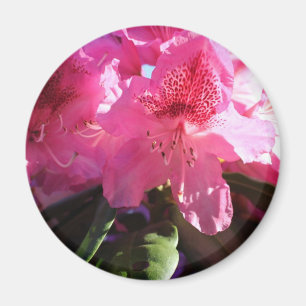 pink rhododendron flowers magnet
