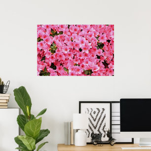 Pink rhododendron flowers poster
