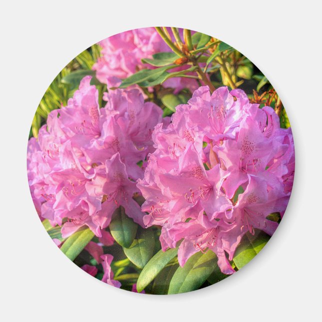 Pink Rhododendron II Magnet (Front)