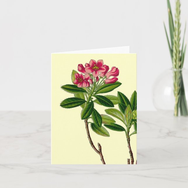 Pink rhododendron illustration card (Front)