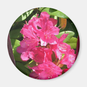 pink rhododendron magnet