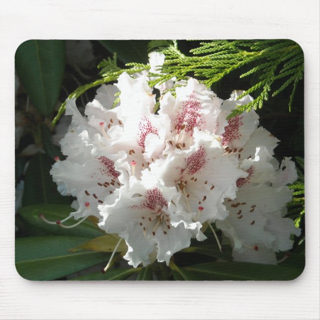 Pink Rhododendron Photo Mouse Pad (Front)