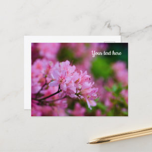 Pink Rhododendron Postcard