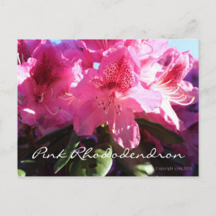 pink rhododendron postcard