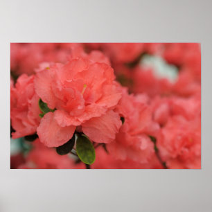pink rhododendron poster
