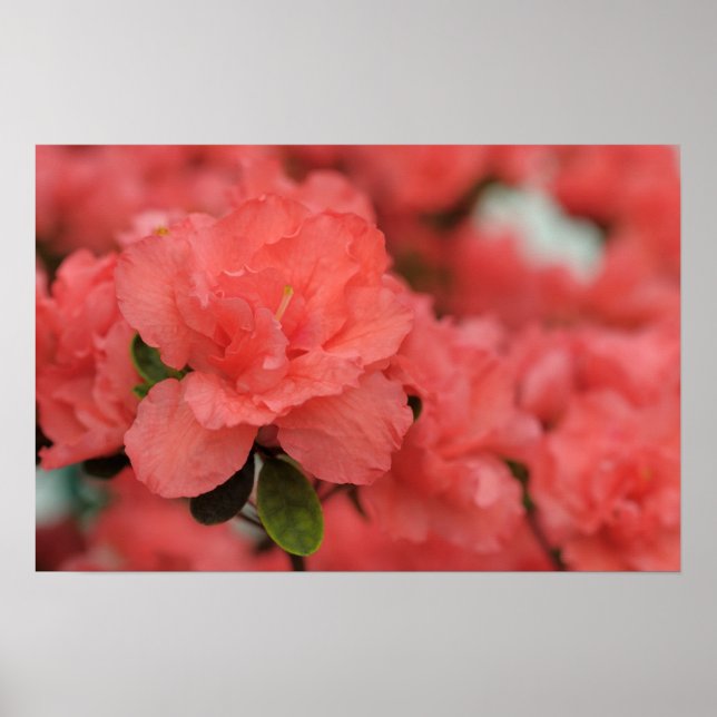 pink rhododendron poster (Front)