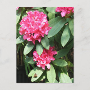 Pink Rhododendron with a small Butterfly Postcard