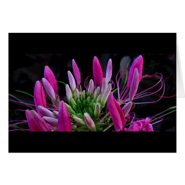 Pink Ribbons (Front Horizontal)