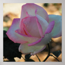 Pink Rimmed Rose Poster