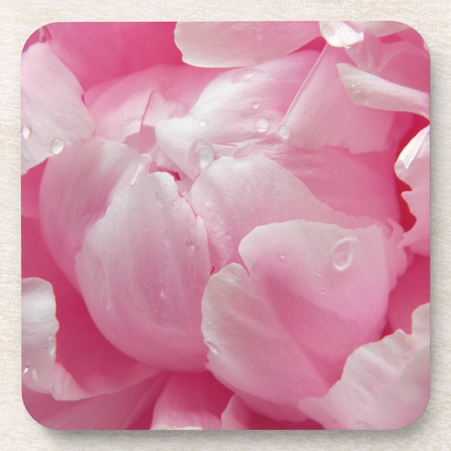 Pink romance blooming peony flower with dew drops coaster (Front)