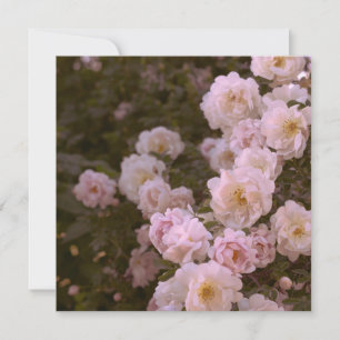 Pink romantic roses