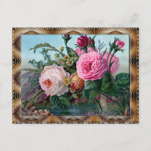 Pink Rosa Centifolia Postcard