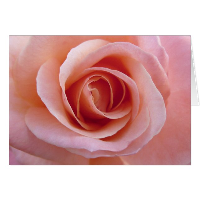Pink Rose (Front Horizontal)
