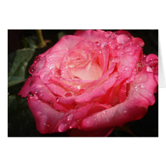 Pink Rose