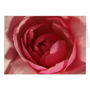 Pink Rose