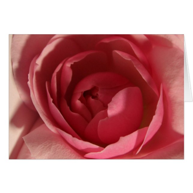 Pink Rose (Front Horizontal)