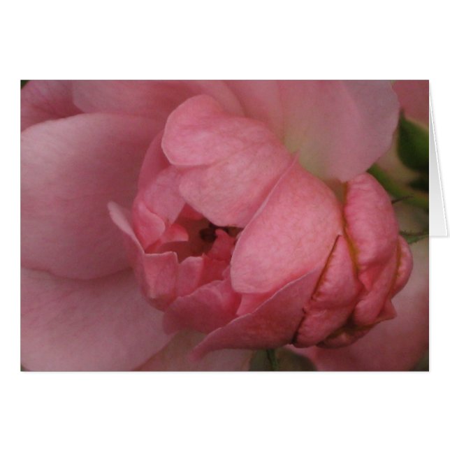 Pink Rose (Front Horizontal)