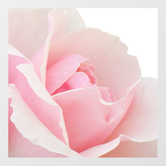 Pink rose