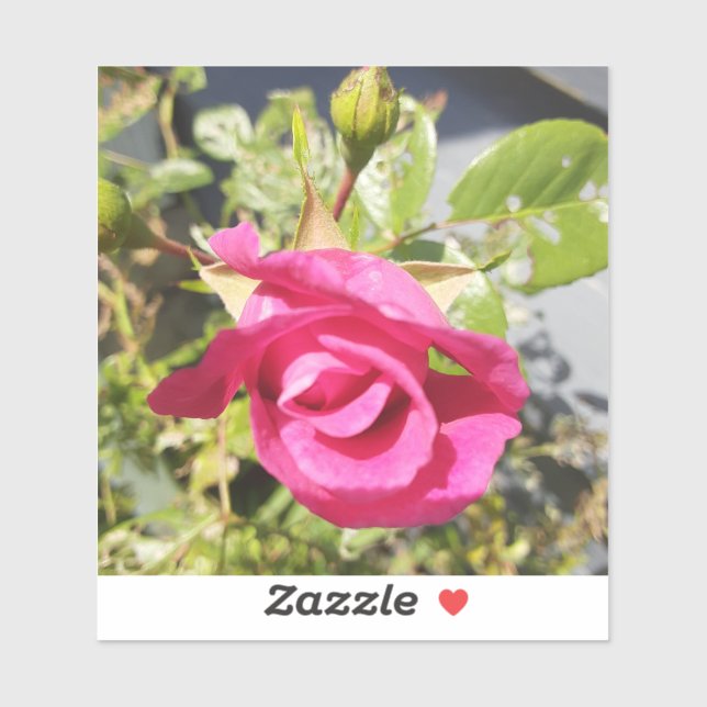 Pink Rose #2 (Sheet)