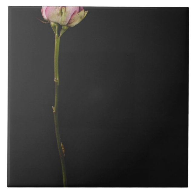 Pink rose 3 ceramic tile (Front)