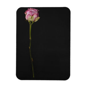 Pink rose 3 magnet